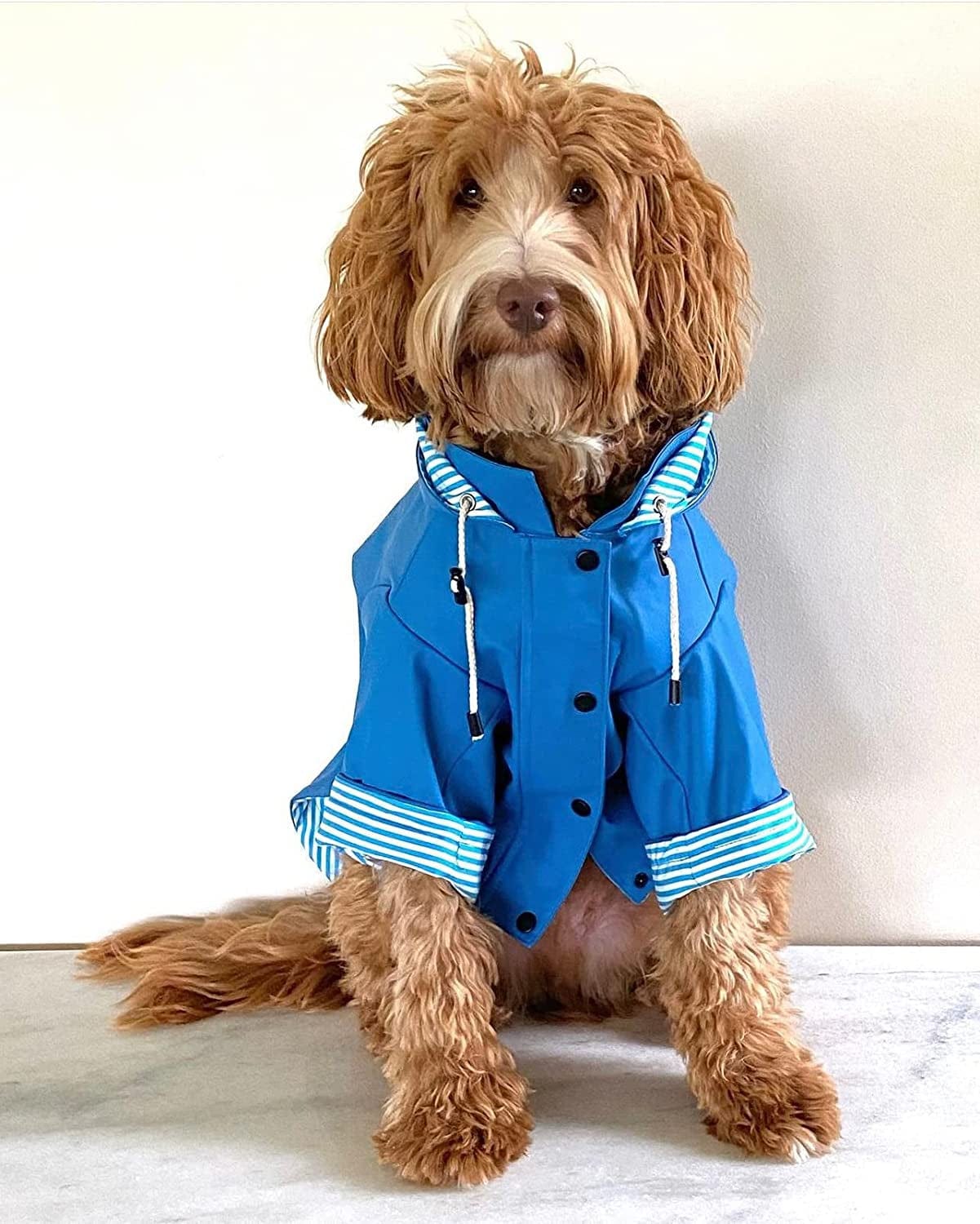 Sloane Dog Rain Jacket (Small, Navy) Animals & Pet Supplies > Pet Supplies > Dog Supplies > Dog Apparel The Paw Co   