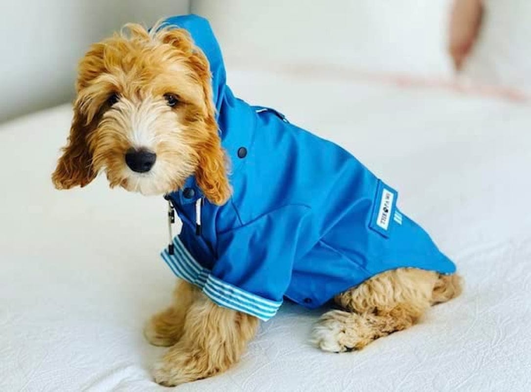 Sloane Dog Rain Jacket (Small, Navy) Animals & Pet Supplies > Pet Supplies > Dog Supplies > Dog Apparel The Paw Co   