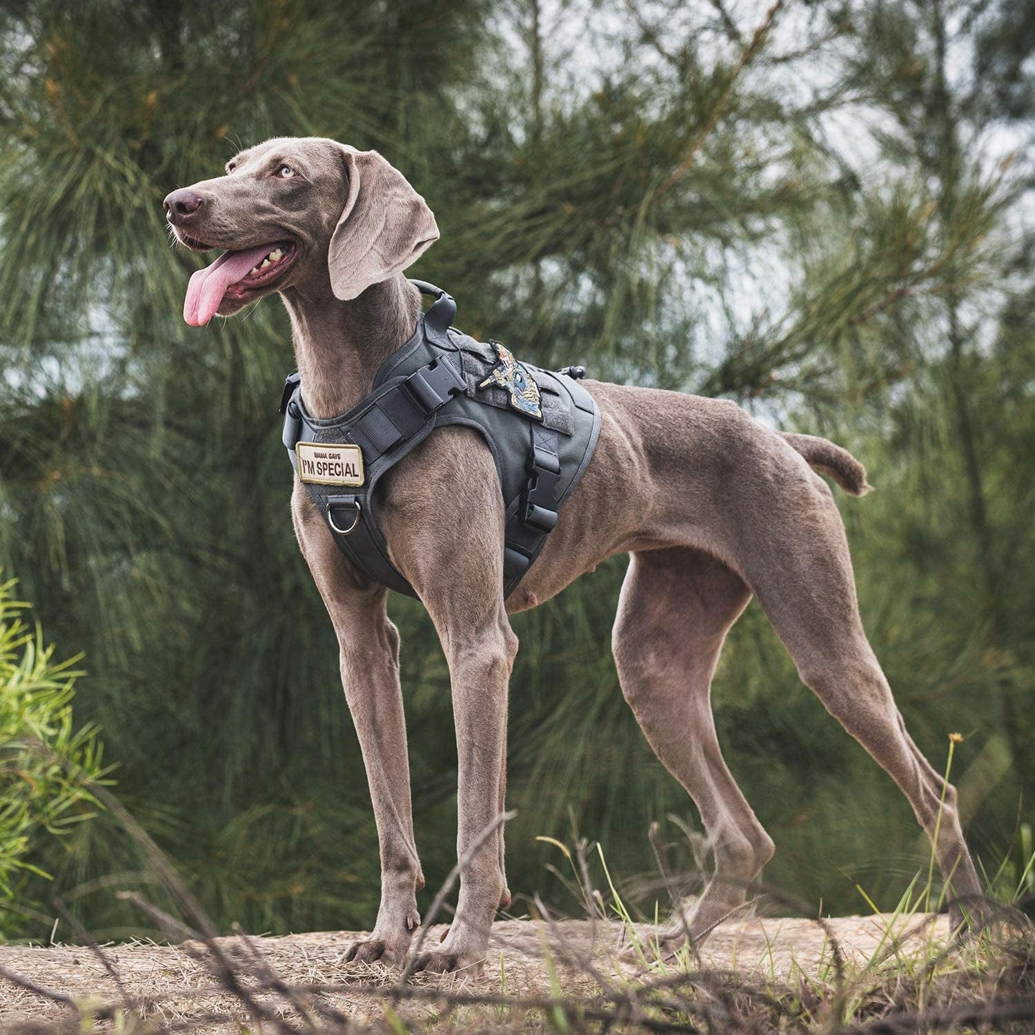 Tactical Dog Harness Vest with Handle, Military Dog Harness for