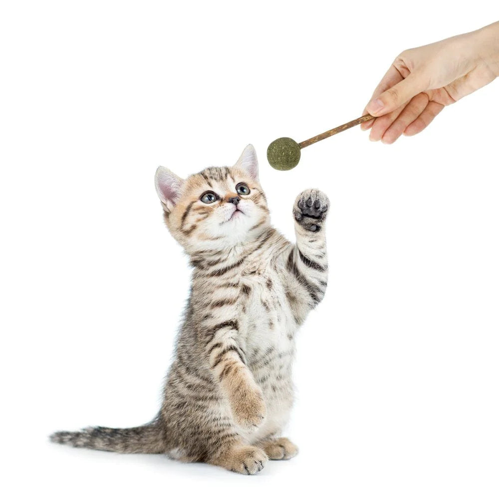 Taihexin 4 Pcs Catnip Balls for Cats Wall, Edible Kitty Toys for Cats Lick, Detachable Silvervine Catnip Lollipop, Rotating Catnip Roller, Teeth Cleaning Cat Bite Toy for Indoor Animals & Pet Supplies > Pet Supplies > Cat Supplies > Cat Toys TAIHEXIN   