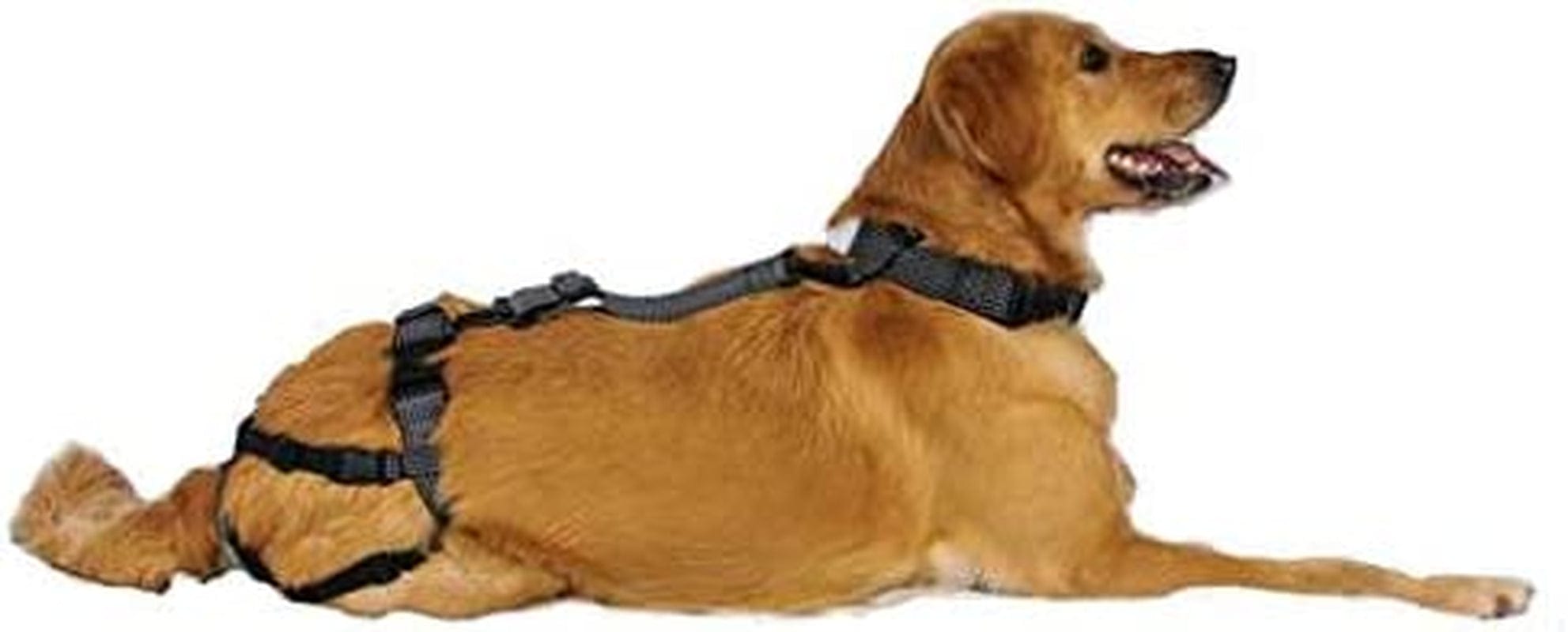 Canine fashion chastity belt