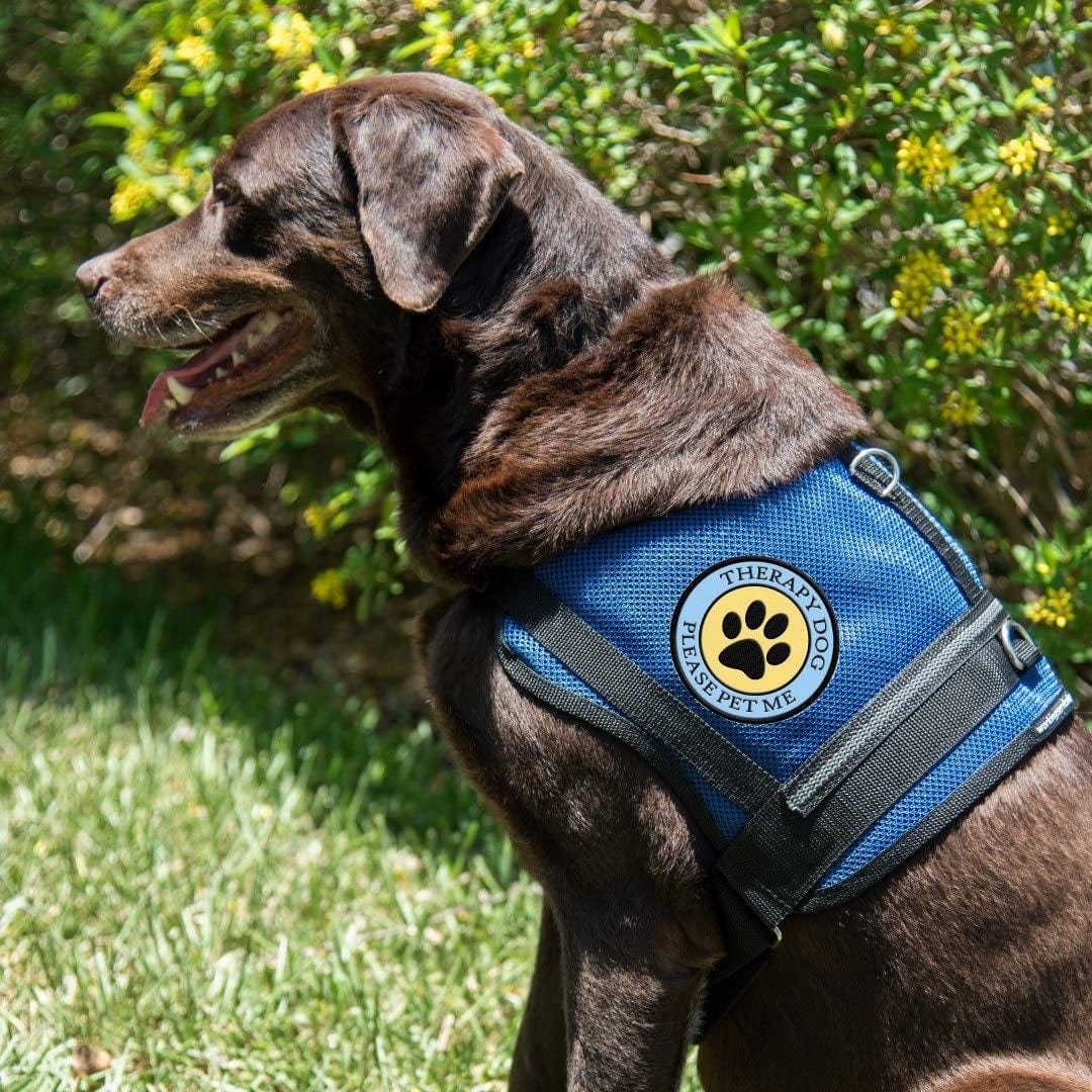 Red Service Dog Vest has Patches Sewn On