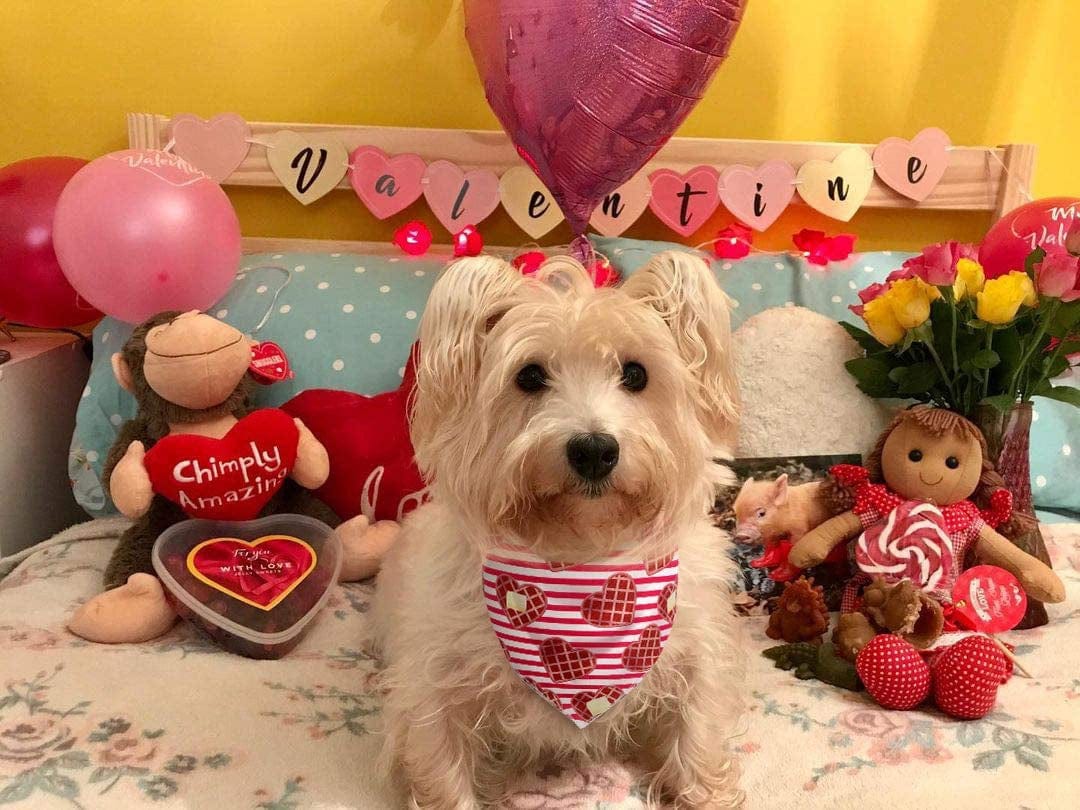 Valentines Day Dog Bandana 2 Pack - Triangle Bibs Pet Scarf for Medium Large Dogs Animals & Pet Supplies > Pet Supplies > Dog Supplies > Dog Apparel Upaw   