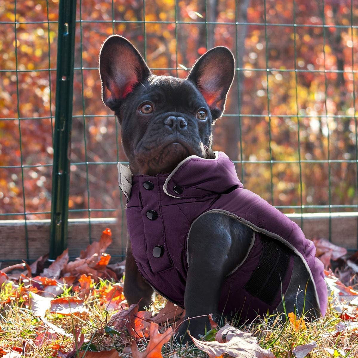 VOOPET Warm Dog Jacket, Snowproof Windproof Waterproof Dog Winter Coat for Cold Weather - Soft Fleece Lining and Warm Thick Padded Dog Snow Coat with Detachable Hood for Puppy Small Medium Dogs Animals & Pet Supplies > Pet Supplies > Dog Supplies > Dog Apparel voopet   