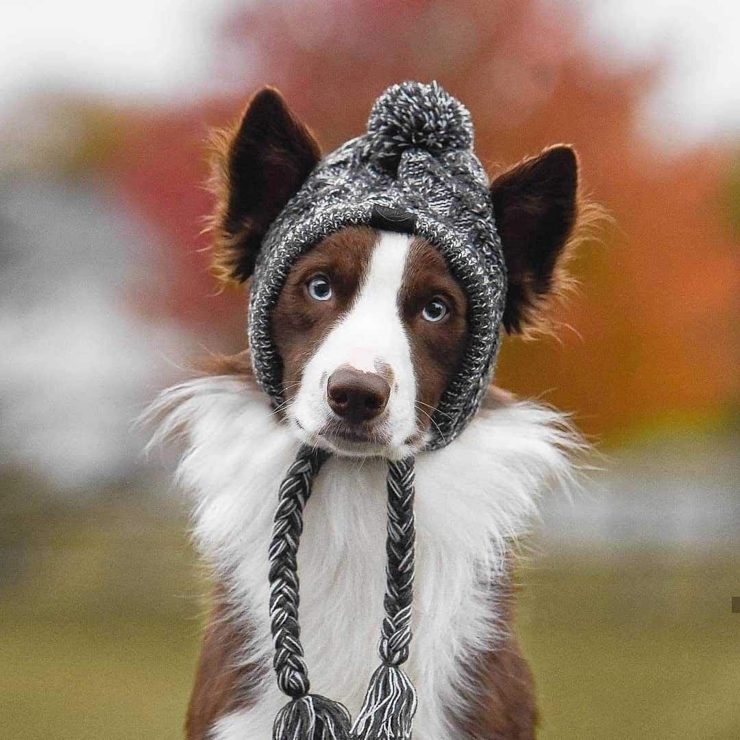 Knitted hats hot sale for dogs