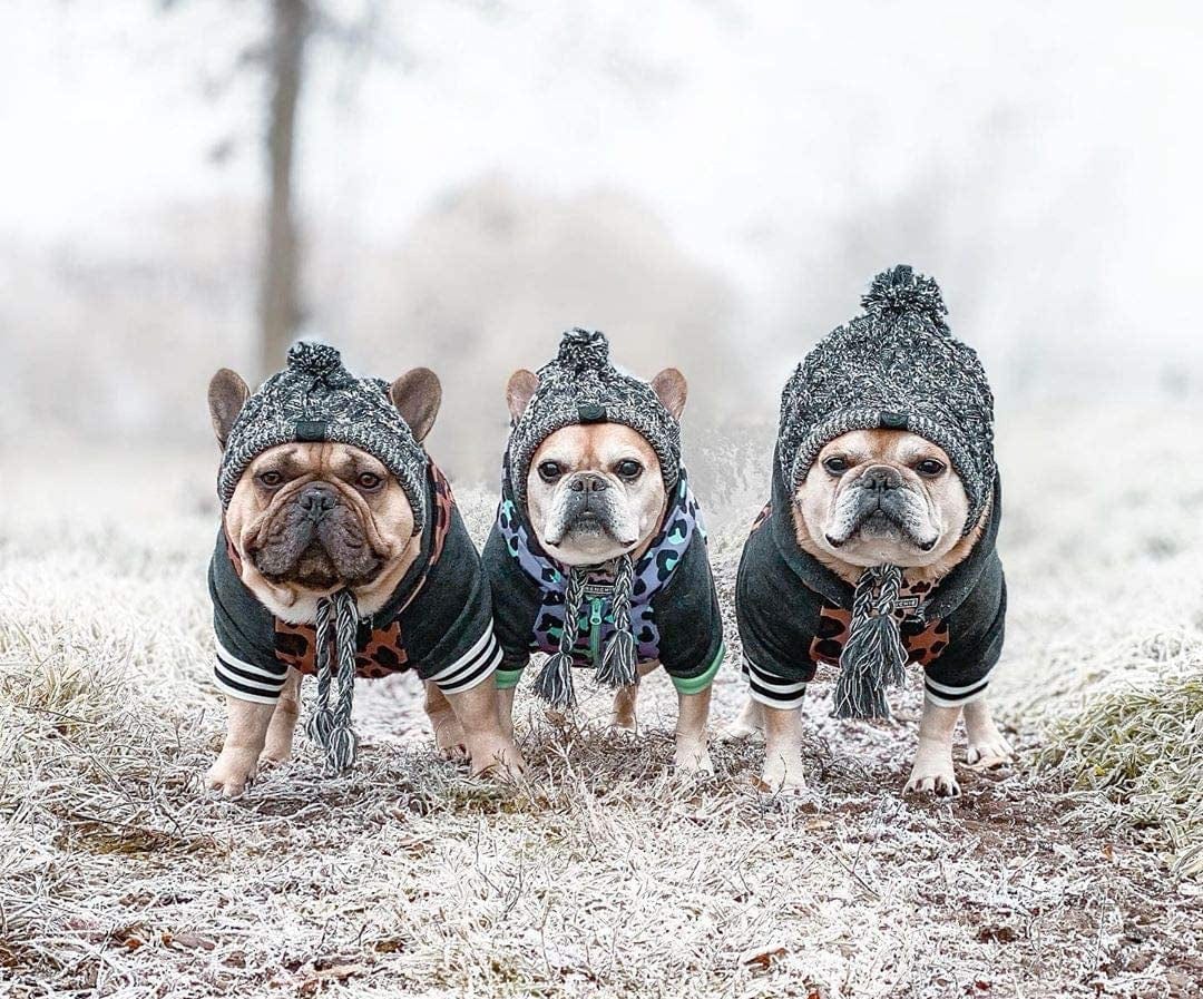 Hats for shop small dogs