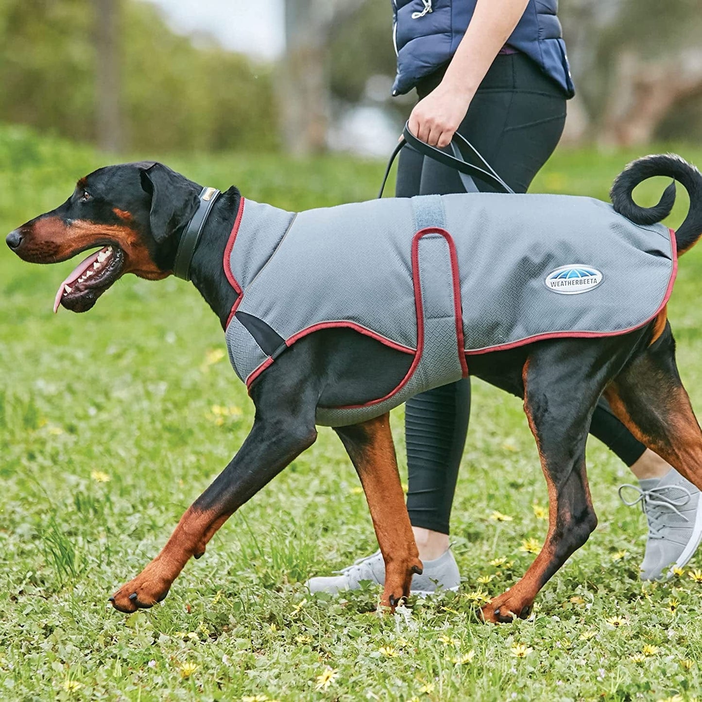 Weatherbeeta Comfitec Premier Free Parka Deluxe Dog Coat Medium - Maroon/Grey/White - 24" Animals & Pet Supplies > Pet Supplies > Dog Supplies > Dog Apparel Weatherbeeta   