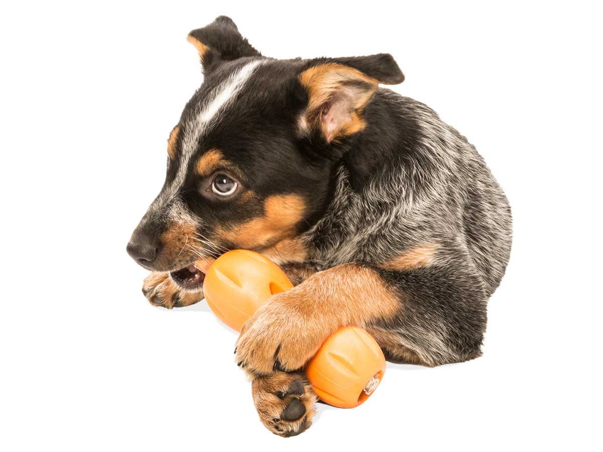 West Paw Zogoflex Qwizl Large 6.5" Dog Toy Tangerine Animals & Pet Supplies > Pet Supplies > Dog Supplies > Dog Toys West Paw   