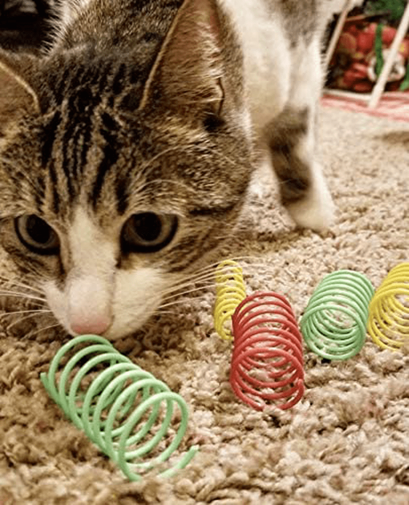 Wide Colorful Springs Cat Toy Animals & Pet Supplies > Pet Supplies > Cat Supplies > Cat Toys SPOT Ethical Products   