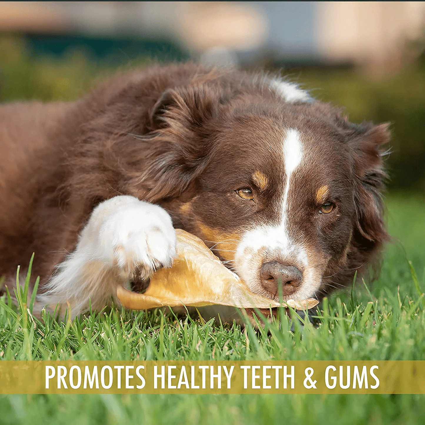 Wild Eats Natural Ear Dog Chews, Dog Treats & Dog Snacks (Great Alternative to Pig Ears for Dogs, Cow Ears for Dogs, Dog Bones & Rawhides for Dogs) Lamb or Water Buffalo in Multiple Styles & Sizes Animals & Pet Supplies > Pet Supplies > Small Animal Supplies > Small Animal Treats Wild Eats   