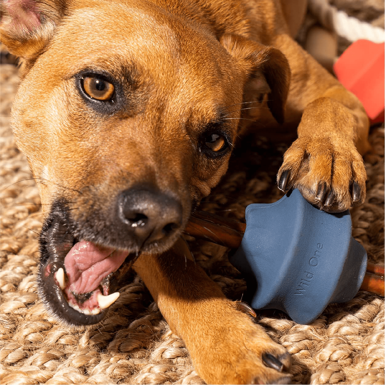 Wild One Twist Toss Dog Toy Navy 100 Natural Rubber Fun to