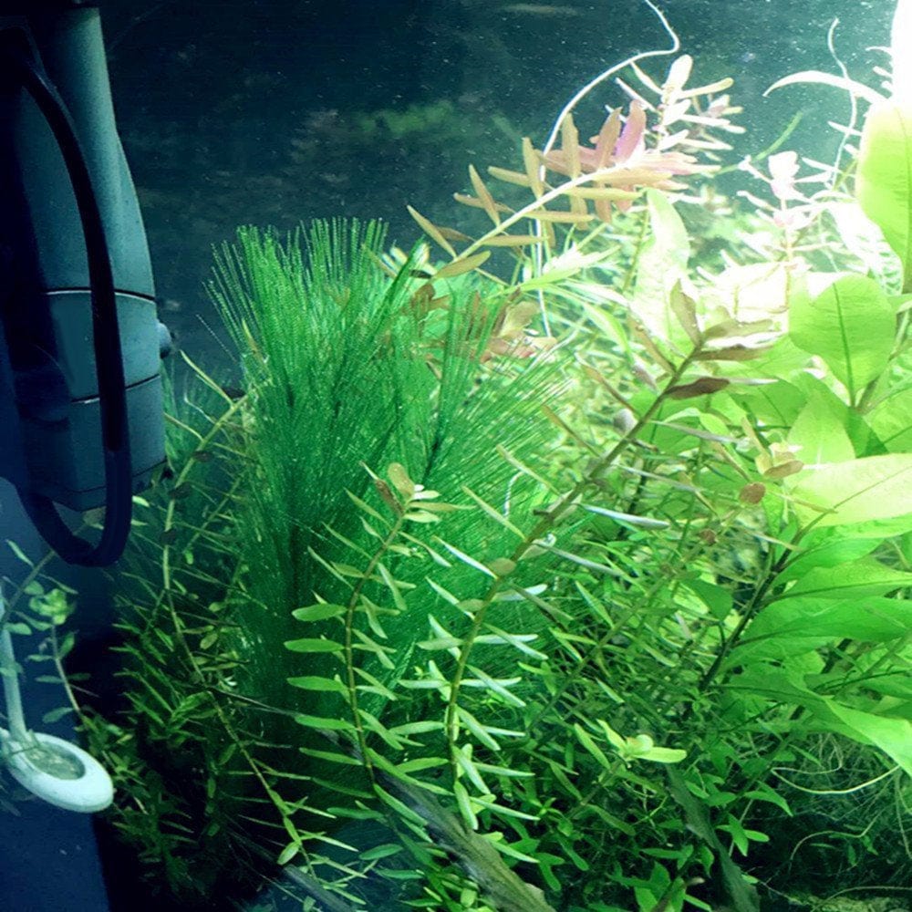 Windfall 1/3Pcs Aquarium Fish Tank Artificial Water Grass Aquatic Plant Landscaping Decor Animals & Pet Supplies > Pet Supplies > Fish Supplies > Aquarium Decor windfall   