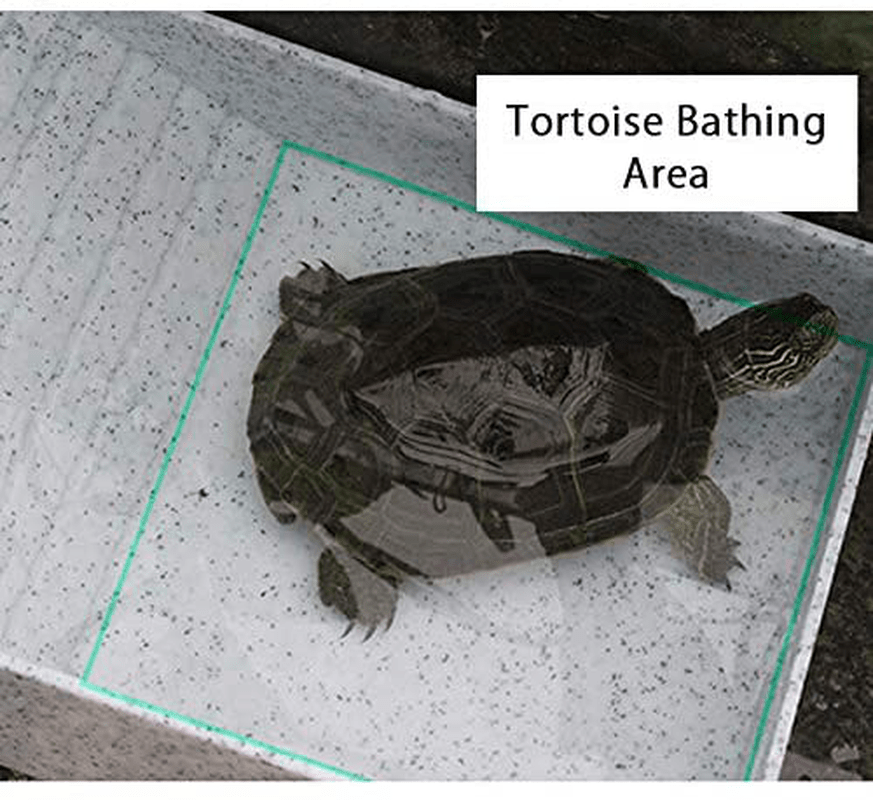 WINGOFFLY Large Reptile Feeding Dish with Ramp and Basking Platform Plastic Turtle Food and Water Bowl Also Fit for Bath Aquarium Habitat for Lizards Amphibians Animals & Pet Supplies > Pet Supplies > Reptile & Amphibian Supplies > Reptile & Amphibian Habitat Accessories WINGOFFLY   