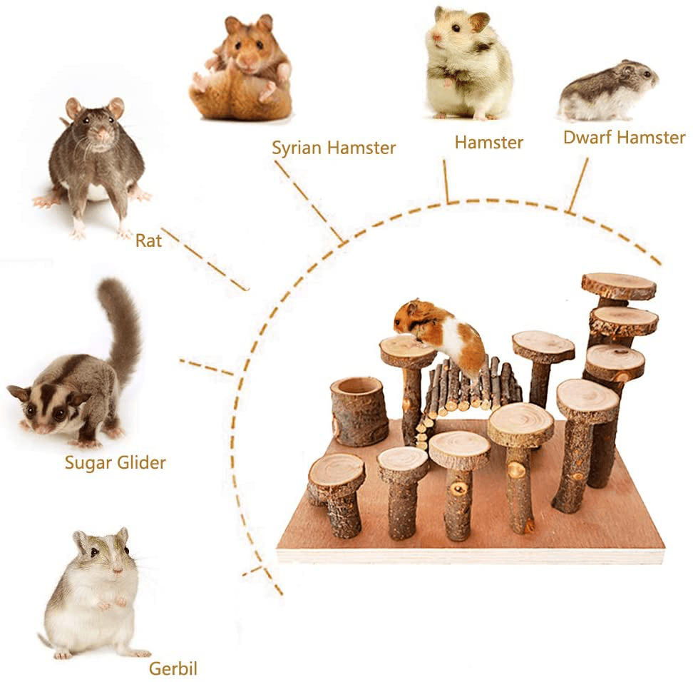 Life Cycle of Hamsters