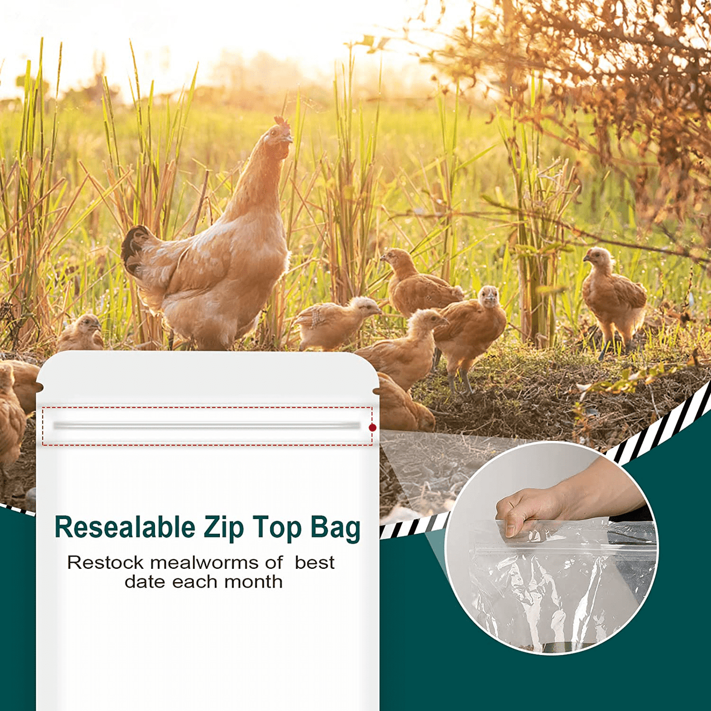 WORKPOINT Non-Gmo Dried Mealworms or Black Soldier Fly Larvae, 100% Non-Gmo Natural High-Protein, Treats for Chicken, Fish, Wild Birds, Bird Food, BSF Larvae Treats for Hens, Ducks Animals & Pet Supplies > Pet Supplies > Bird Supplies > Bird Treats WORKPOINT   