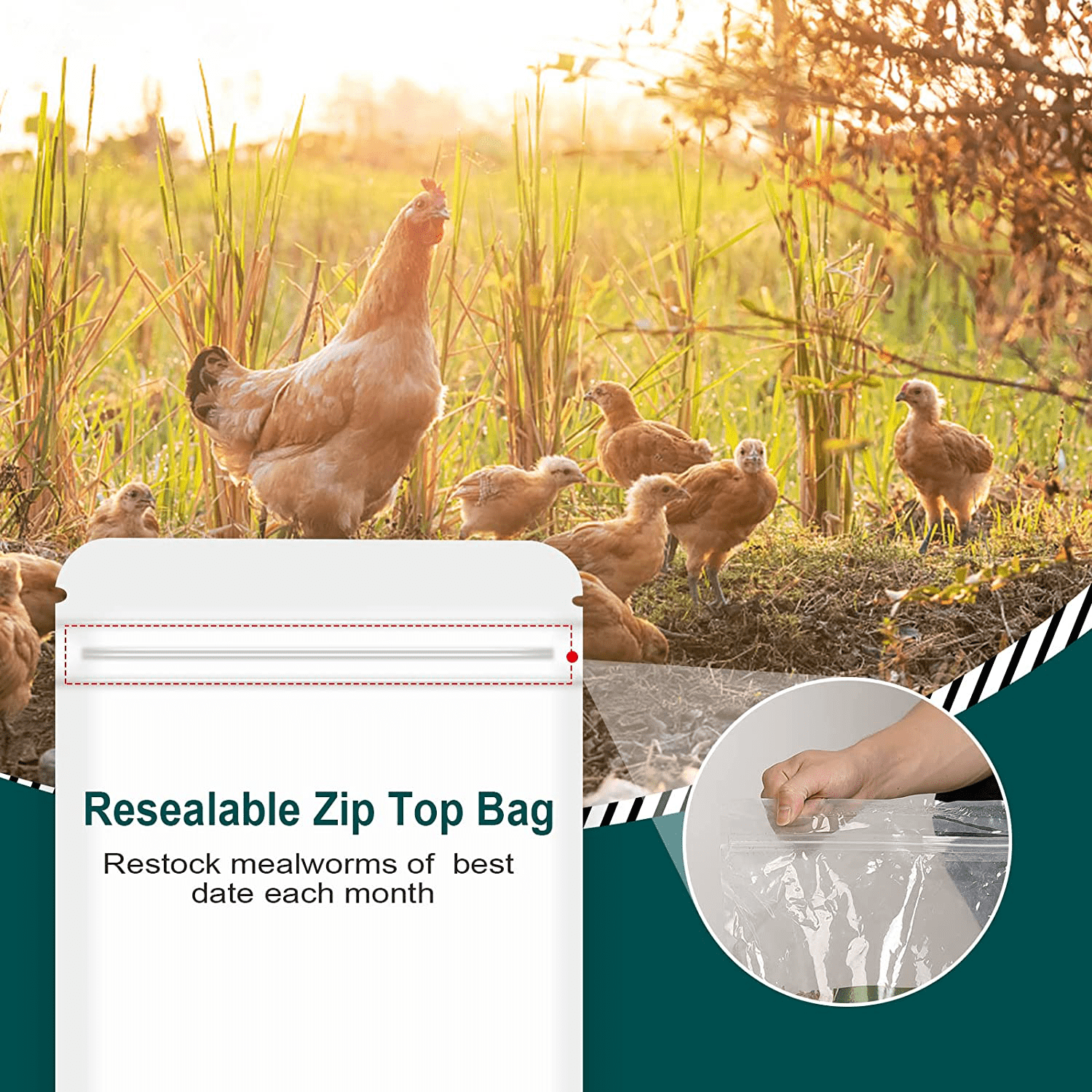 WORKPOINT Non-Gmo Dried Mealworms or Black Soldier Fly Larvae, 100% Non-Gmo Natural High-Protein, Treats for Chicken, Fish, Wild Birds, Bird Food, BSF Larvae Treats for Hens, Ducks Animals & Pet Supplies > Pet Supplies > Bird Supplies > Bird Treats WORKPOINT   