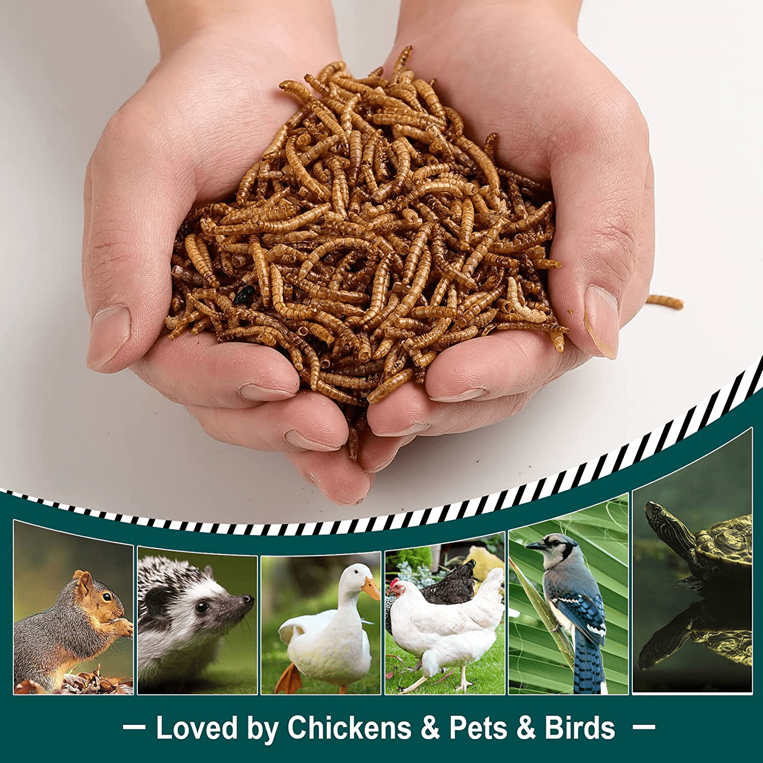 WORKPOINT Non-Gmo Dried Mealworms or Black Soldier Fly Larvae, 100% Non-Gmo Natural High-Protein, Treats for Chicken, Fish, Wild Birds, Bird Food, BSF Larvae Treats for Hens, Ducks Animals & Pet Supplies > Pet Supplies > Bird Supplies > Bird Treats WORKPOINT   