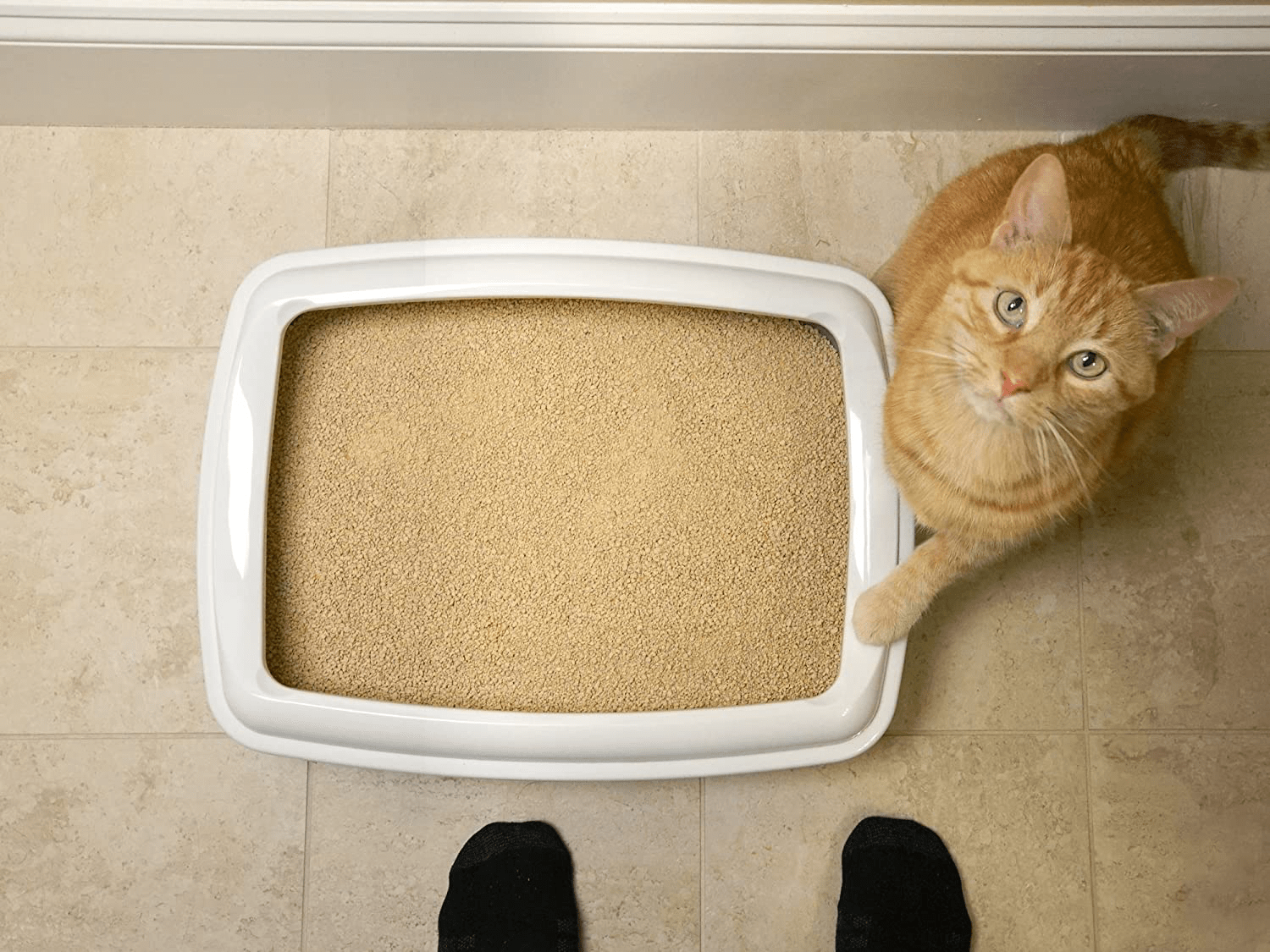 World'S Best Cat Litter, Clumping Litter Formula, 28-Pounds Animals & Pet Supplies > Pet Supplies > Cat Supplies > Cat Litter World's Best Cat Litter   
