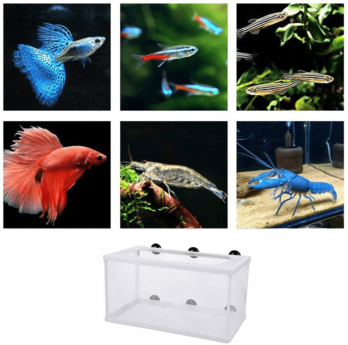 XIAOLONG Large Fish Breeder Net with Suction Cups,Nylon Mesh Fish Fry Hatchery Breeder Isolation Box Separation Net for Fish/Plants/Shrimp Fish on Aquarium Tank,10.23X5.9X5.9 Inch (Pack of 1) Animals & Pet Supplies > Pet Supplies > Fish Supplies > Aquarium Fish Nets XIAOLONG   