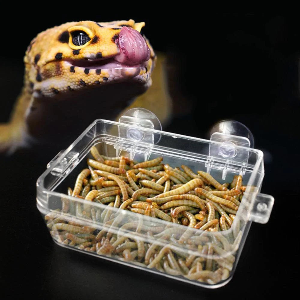 Yotyukeb Keenso Amphibians Reptiles Anti-Escape Feeder Worm Feeding Basin Tortoise Lizard Crawler Food Bowl