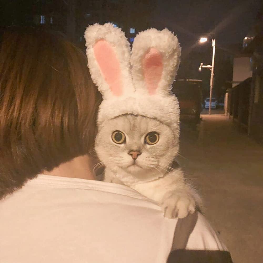 YUJUN Cat Easter Cute Costume Pet Bunny Rabbit Hat with Ears for Cats Small Dogs Puppy Easter Party Costume Accessory Headwear Animals & Pet Supplies > Pet Supplies > Dog Supplies > Dog Apparel YUJUN   