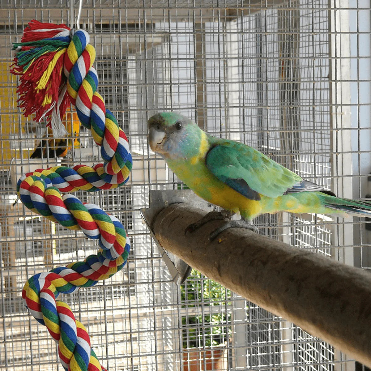 Zhuohai Bird Rope Perch, Colorful Rotate Cotton Rope Bird Perch Stand, Rope Bungee Bird Toy for Parakeets Cockatiels, Conures, Parrots, Love Birds Animals & Pet Supplies > Pet Supplies > Bird Supplies > Bird Ladders & Perches zhuohai   