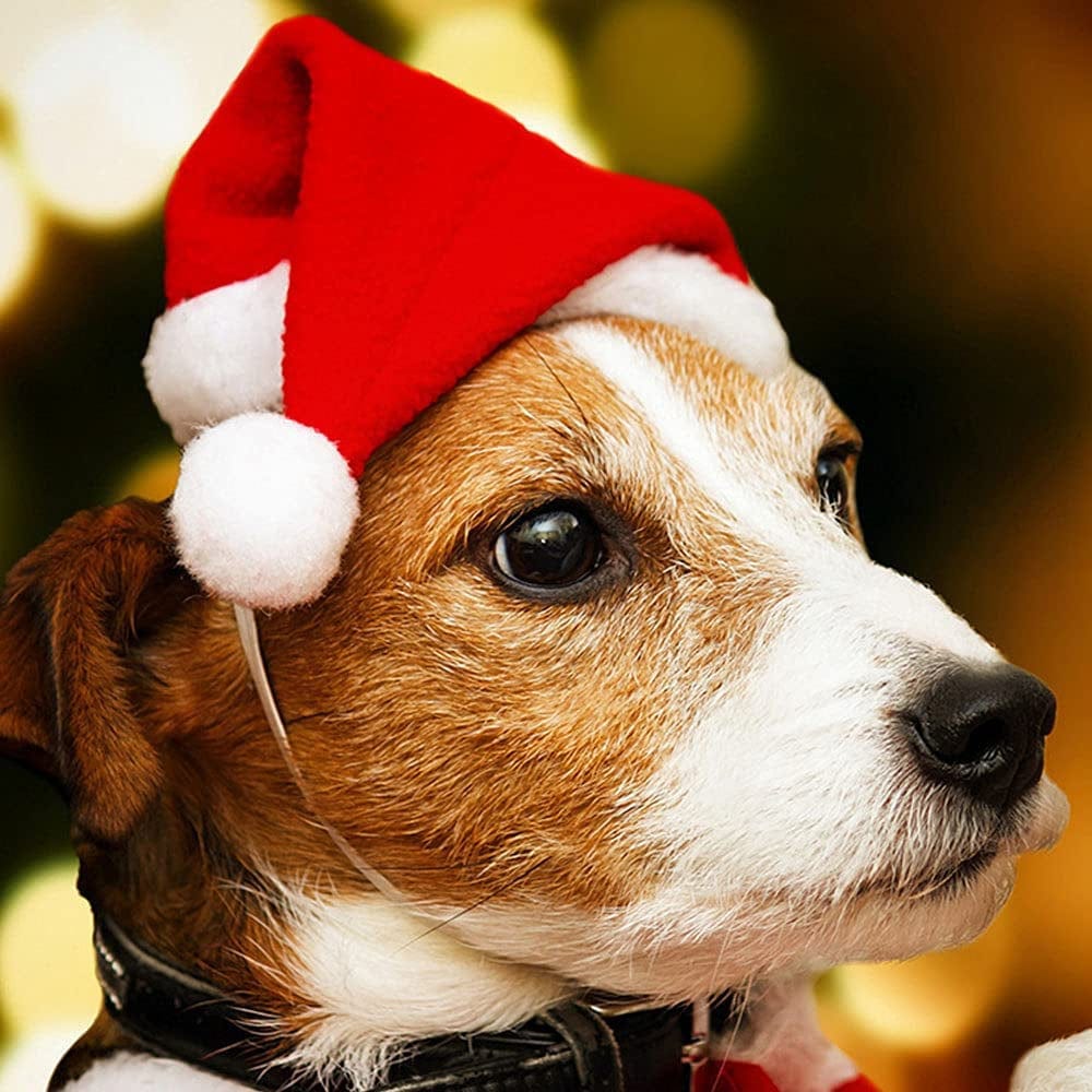 Zmmyuluo Pet Christmas Hats 4 Pcs Cat Santa Hats 5.5 Inch X7.8 Inch Pet Hats Dog Cat Pet Santa Hats for Cat Puppy Dog, Red Christmas Hats, (HF-TD) Animals & Pet Supplies > Pet Supplies > Dog Supplies > Dog Apparel Yummluo   