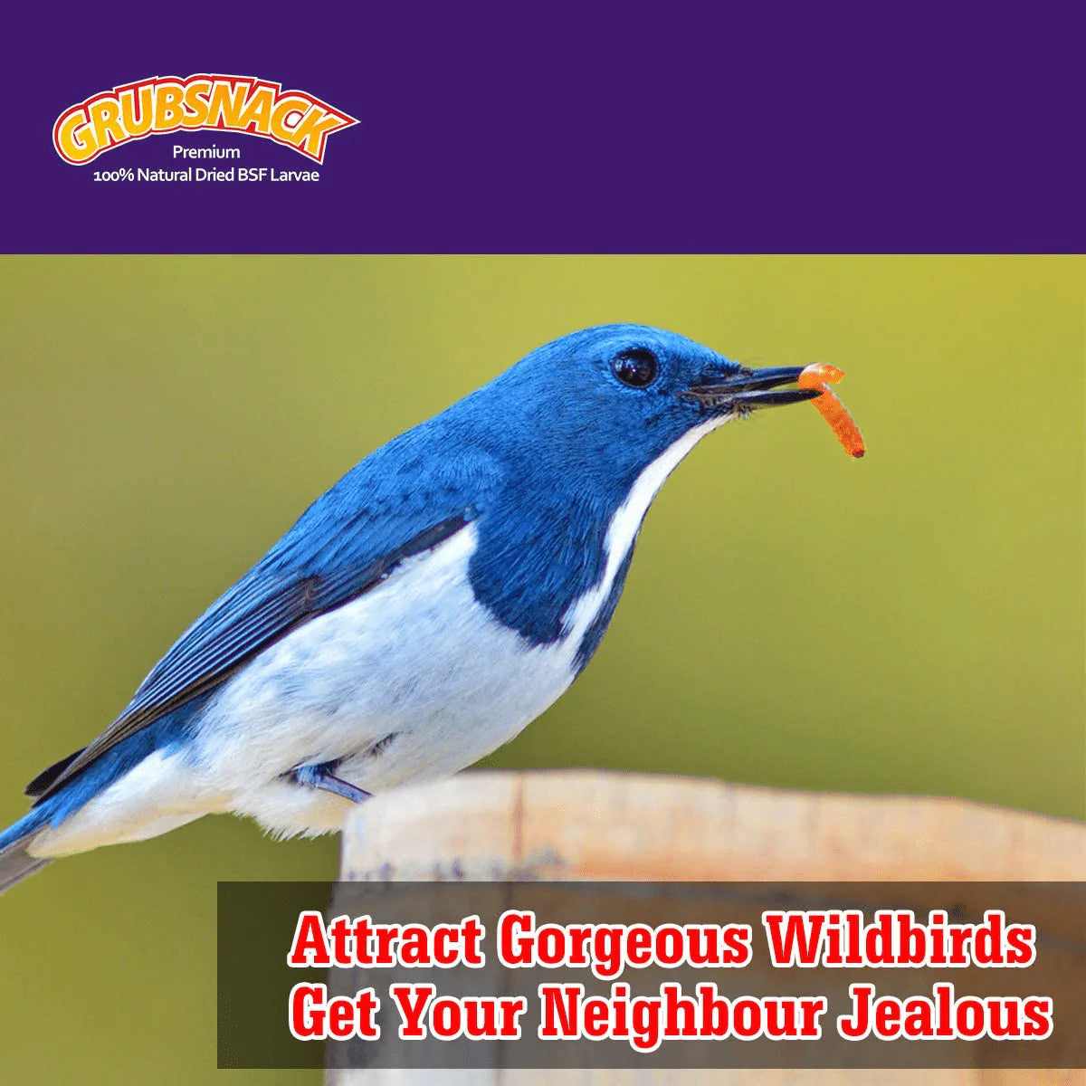 Zower 5 Lbs Natural Meally Worms-Dried Black Soldier Fly Larvae,Rich-Protein Scratch Treats with over 85X More Calcium than Dried Mealworms for Chicken,Egg Laying Hens,Birds,Amphibians and Reptiles Animals & Pet Supplies > Pet Supplies > Bird Supplies > Bird Treats SD Biotec   