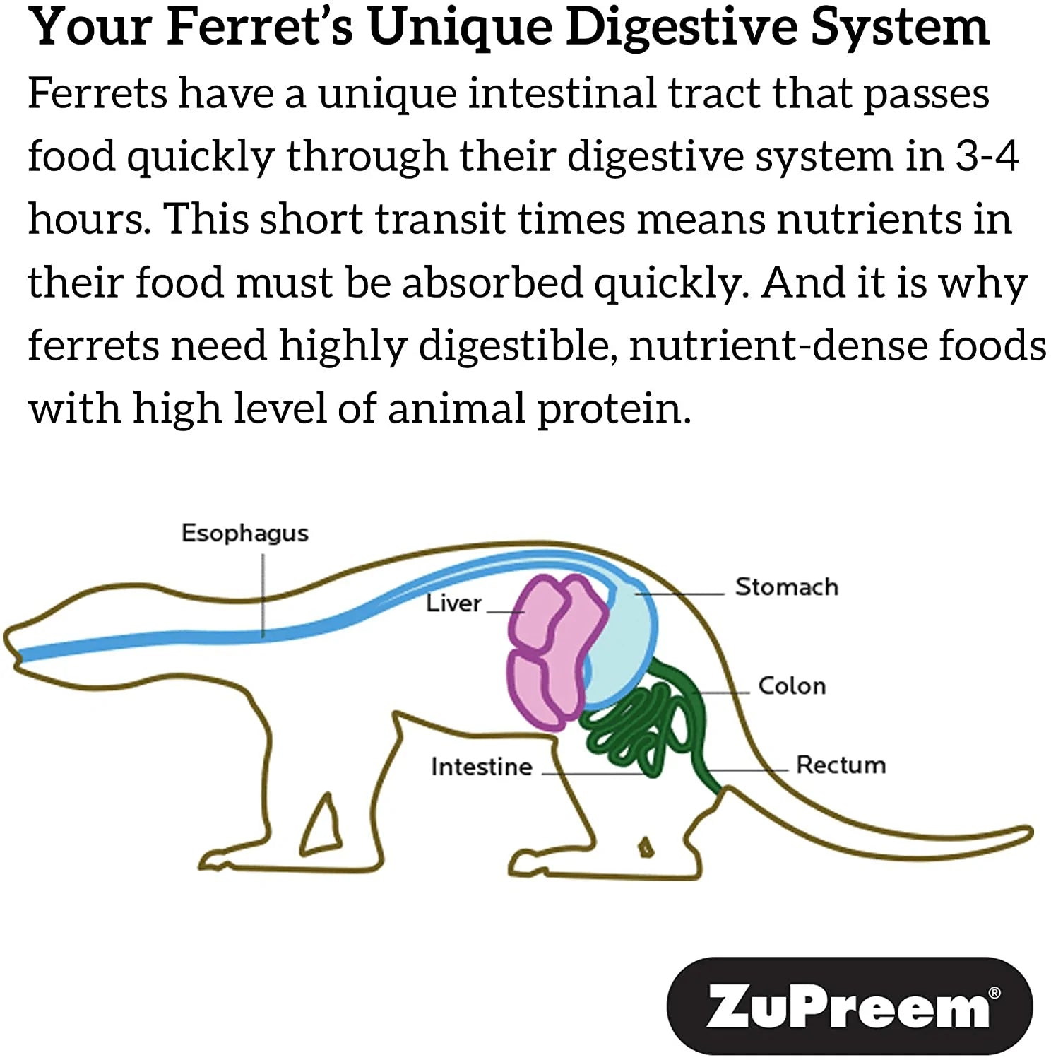 Zupreem Premium Daily Ferret Food - Made in USA, Complete Nutrition Diet, Highly Digestible, No Corn Animals & Pet Supplies > Pet Supplies > Small Animal Supplies > Small Animal Food ZuPreem   